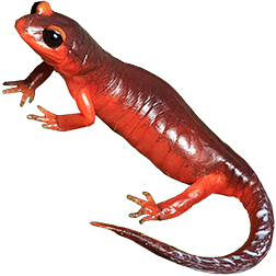 Monterey Salamander
